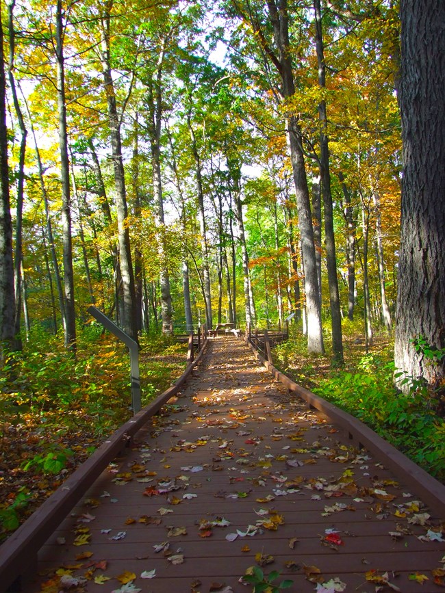 Victory Woods boardwalk Boardwalk surrounded by tree cover