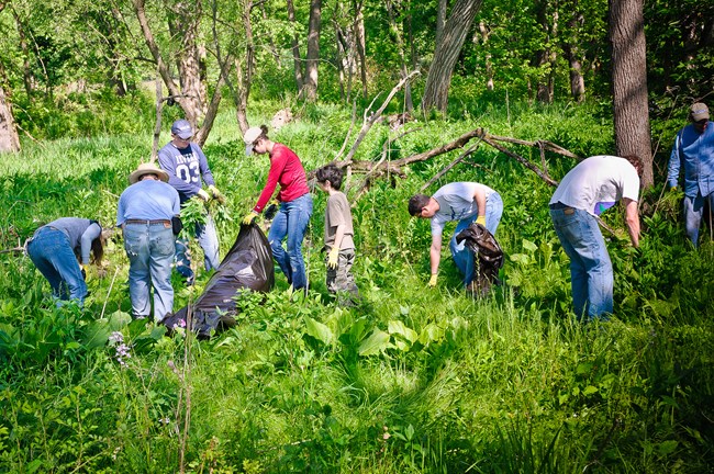 several people of all ages volunteering at the park picking up unwanted garbage and plants in a grassy area with trees and plants