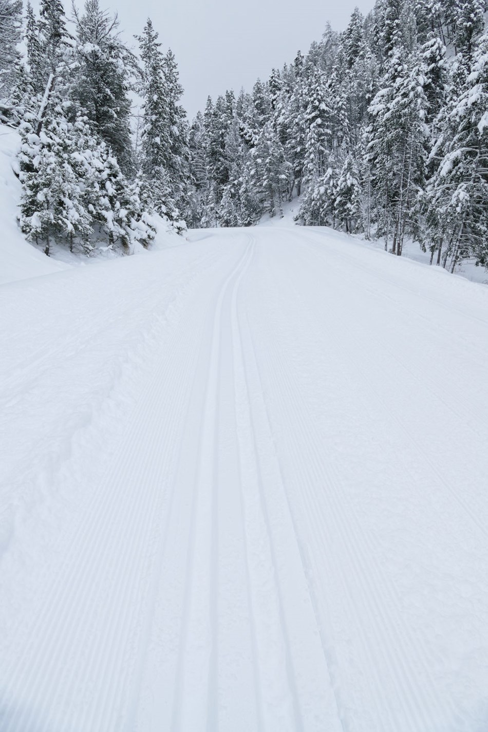 Recently groomed road with ski tracks along the road. Recently groomed road with ski tracks along the road.