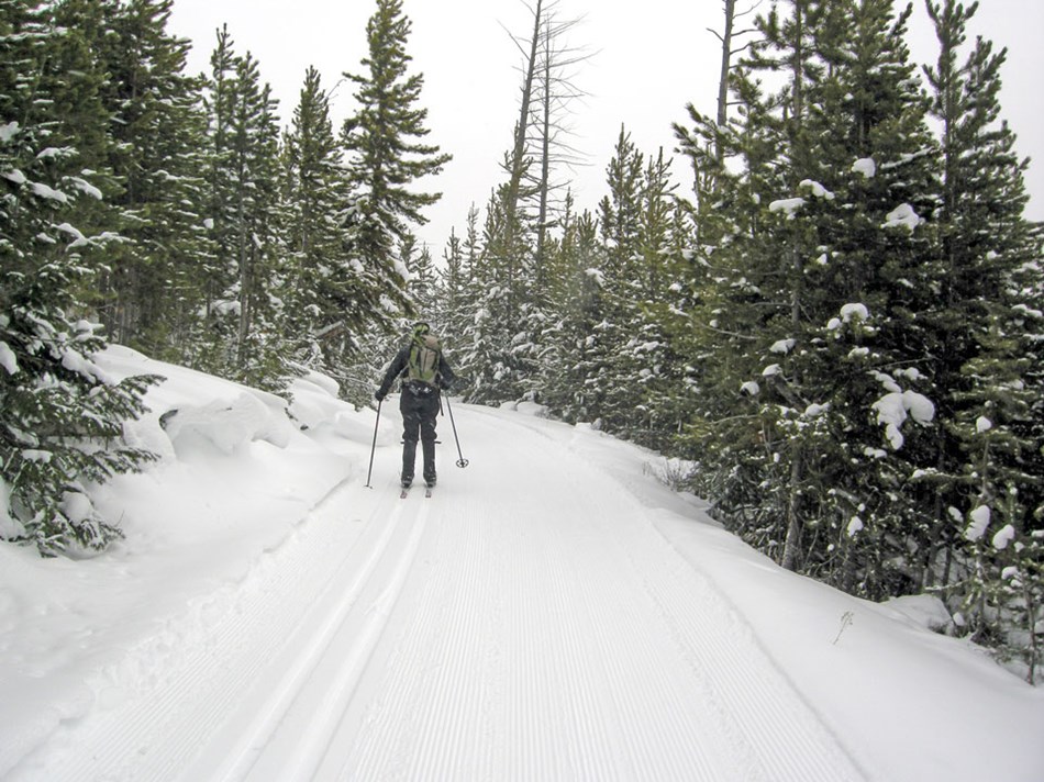 A skier makes their way along the forested section of the Bunsen Peak Road. A skier makes their way along the forested section of the Bunsen Peak Road.
