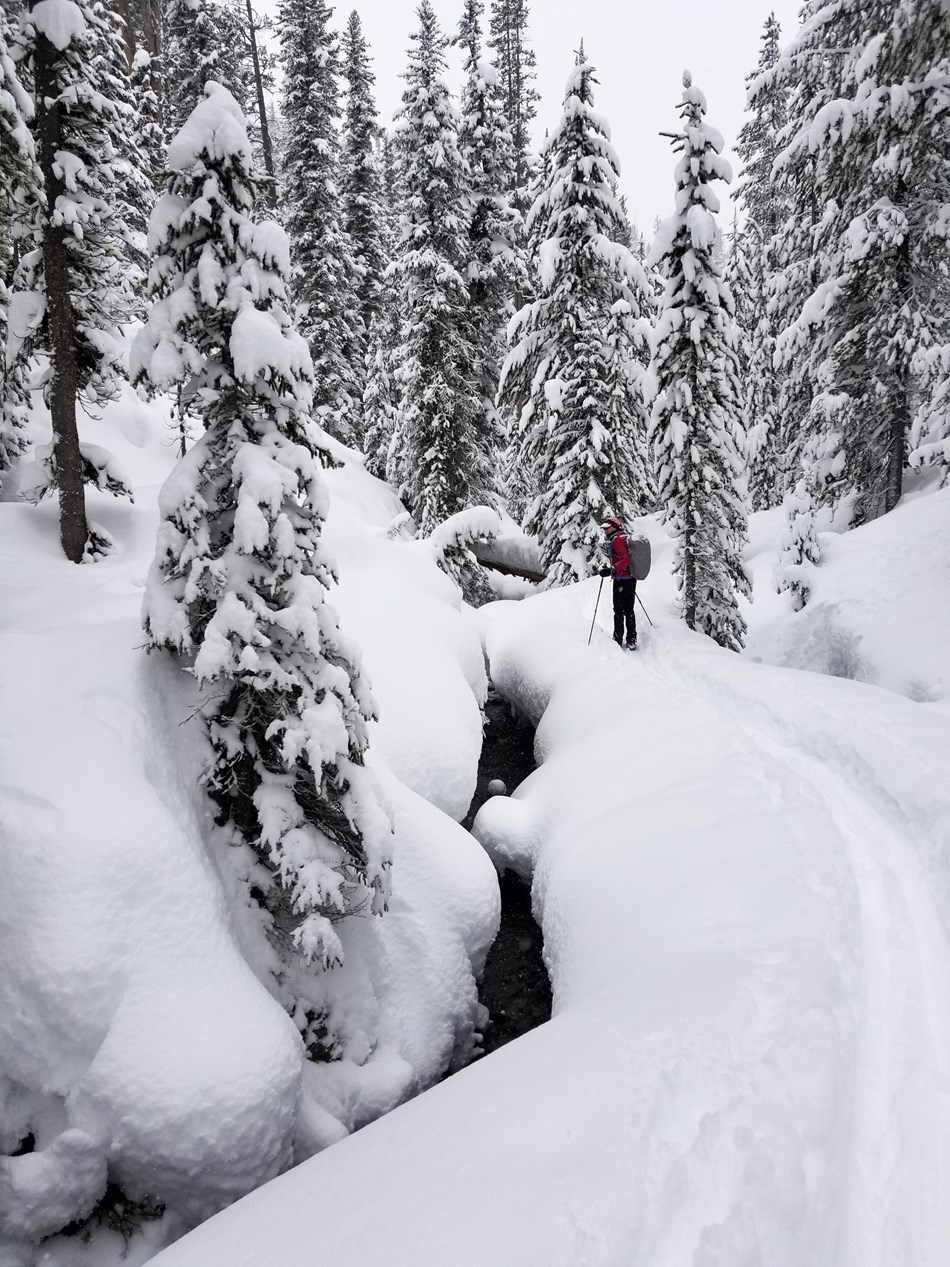 A skier pauses along the Spring Creek Ski Trail next to Spring Creek. A skier pauses along the Spring Creek Ski Trail next to Spring Creek.