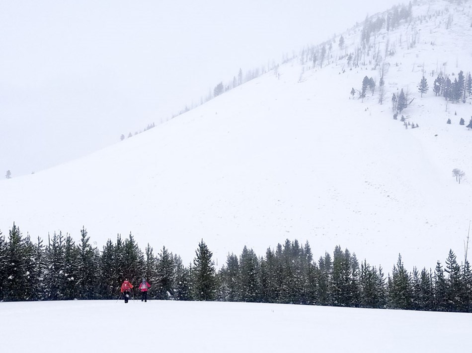 Two skiers ski toward a forested section of the Sheepeater Ski Trail with Bunsen Peak in the distance. Two skiers ski toward a forested section of the Sheepeater Ski Trail with Bunsen Peak in the distance.
