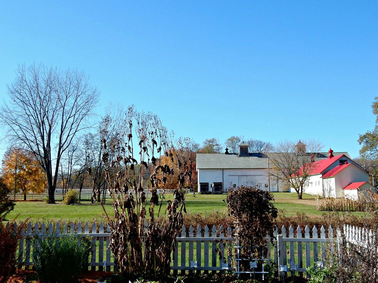 looking from a fenced in herb garden towards a large white barn