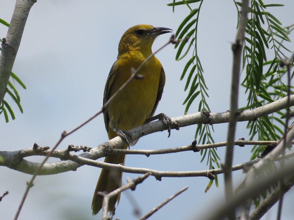 Female Bullock's oriole on a branch Female Bullock's oriole on a branch