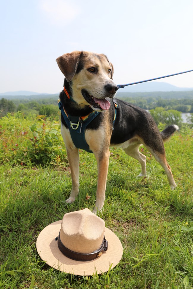 A brown, black, and white dog stands on a hilltop next to a park ranger flat hat.