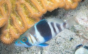 Barred Hamlet Susanna Pershern