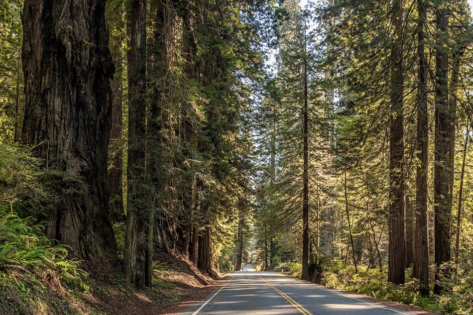 Bicyclists on a paved road that is lined with redwood trees. Bicyclists on a paved road that is lined with redwood trees.