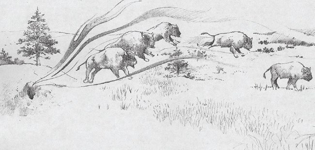 an illustration of five bison symbolically emerging from a small hole in the ground onto the prairie dotted with a few pine trees