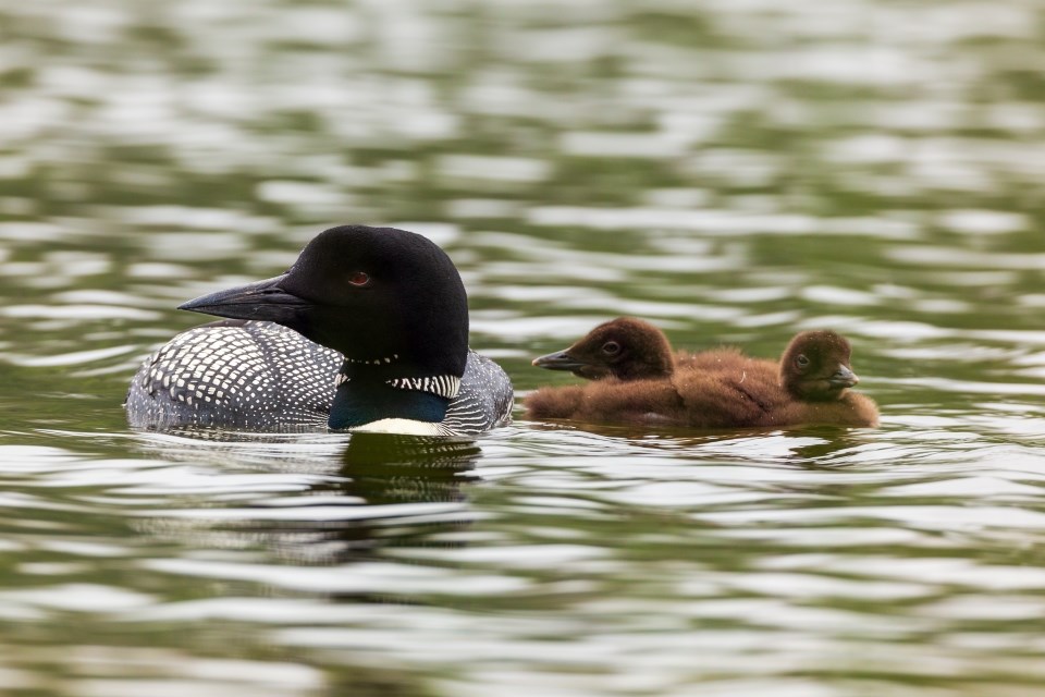 a large black and white bird with two brown chicks swimming in the water