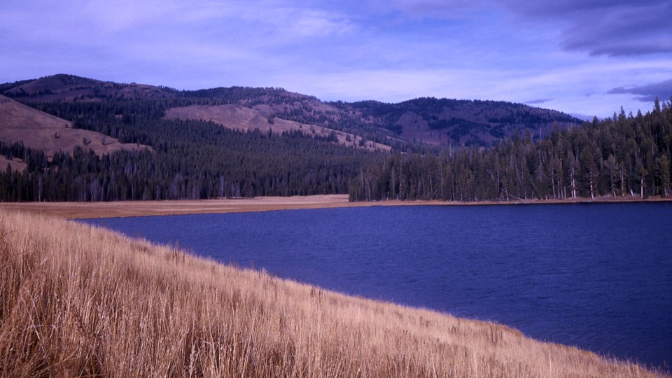 Yellow grassy fields and tall conifer pine trees surround the blue waters of Cascade Lake