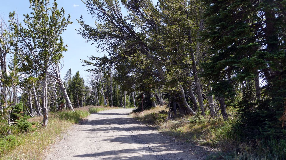 Gravel road through an open alpine forest. Gravel road through an open alpine forest.