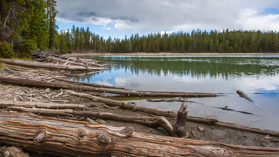 Clear Lake Logs litter the shore of a lake surrounded by a conifer forest.