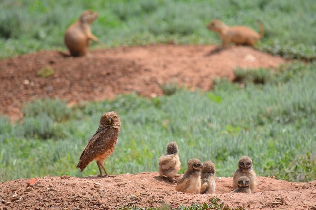 a family of burrowing owls sitting on a burrow with two prairie dogs in the background