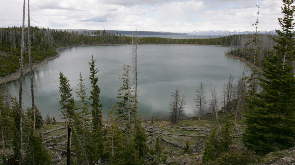 A small lake surrounded by conifer trees.
