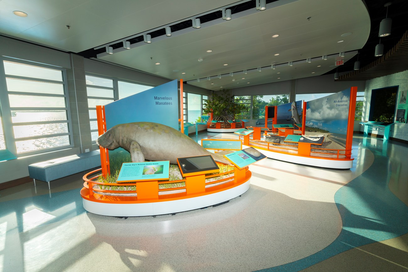 Large manatee, tarpon, crocodile, and mangrove exhibits displayed before large windows showcasing a view of the ocean.