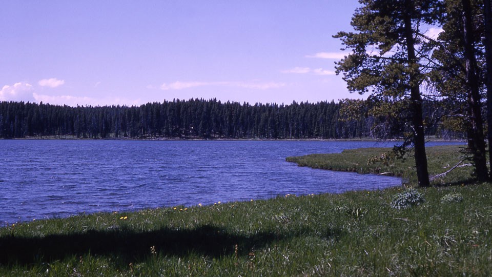 Grassy shoreline in front of a blue lake, with conifer trees growing on the opposite shore.