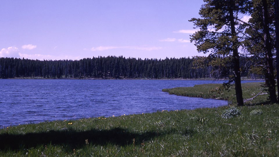 Grebe Lake Grassy shoreline in front of a blue lake, with conifer trees growing on the opposite shore.