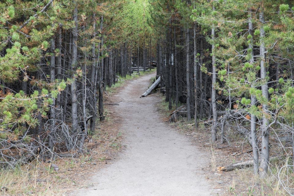 Bare ground path leads through a pine forest.