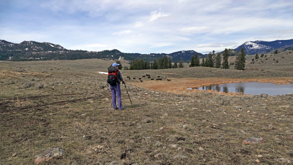 Hiker stops and observes some bison grazing near the trail.