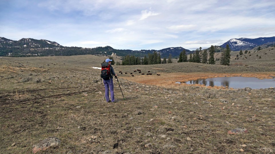 Hiker along Hellroaring Trail Hiker stops and observes some bison grazing near the trail.