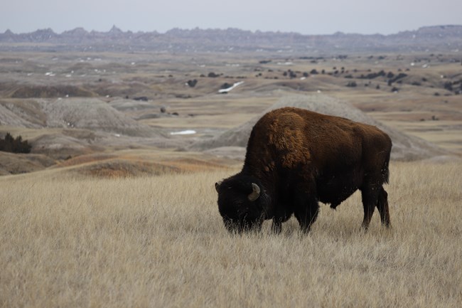 a lone bison grazes in brown prairie grasses with badlands formations in the distance