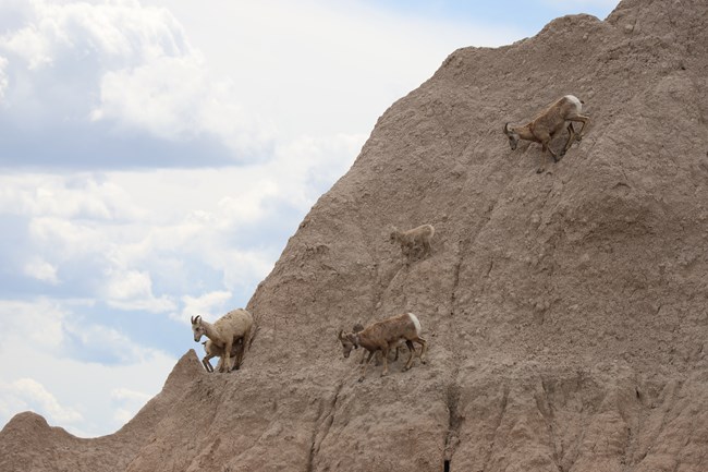 four bighorn sheep climb on a steep cliff face