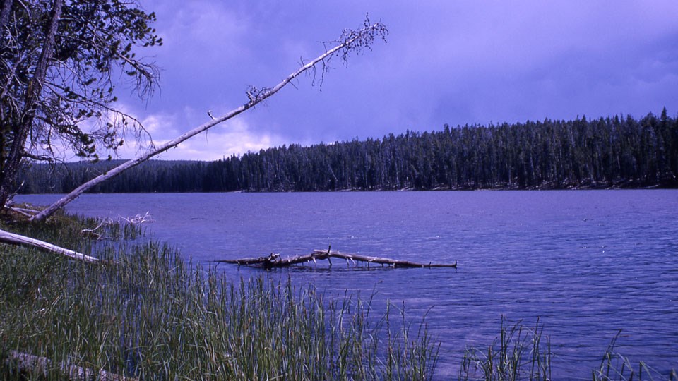 Calm, blue lake surrounded by a thick, green conifer forest.