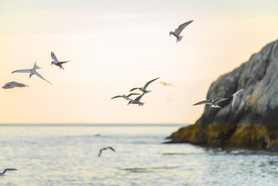 a group of white birds with black caps feeding in the ocean