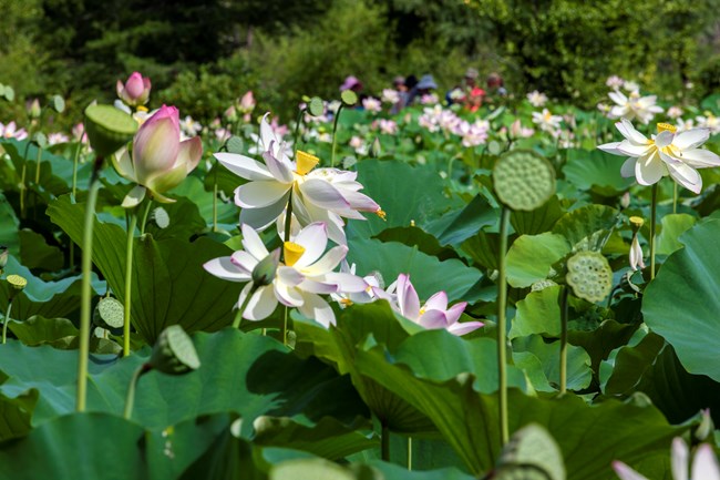 Flowers at the Kenilworth Garden Aquatic Festival in 2016