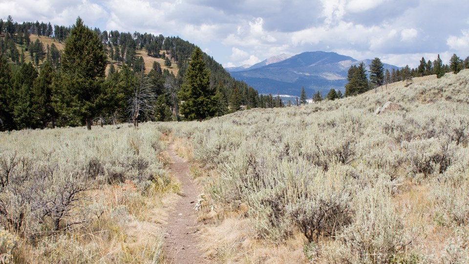 Lava Creek Trail near picnic area Dirt trail winds through sagebrush with forest and mountains in the distance.