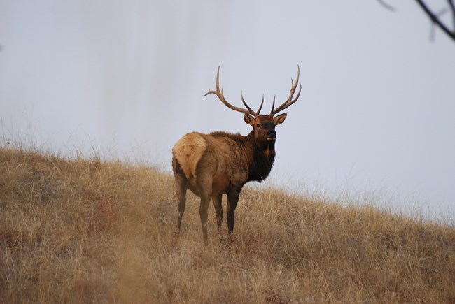 a male elk with large antlers standing on a brown grassy hillside in the evening