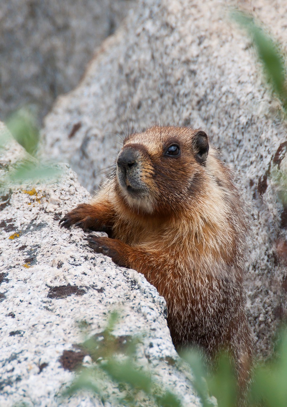 A yellow-bellied marmot peeks out from a rock. A yellow-bellied marmot peeks out from a rock.