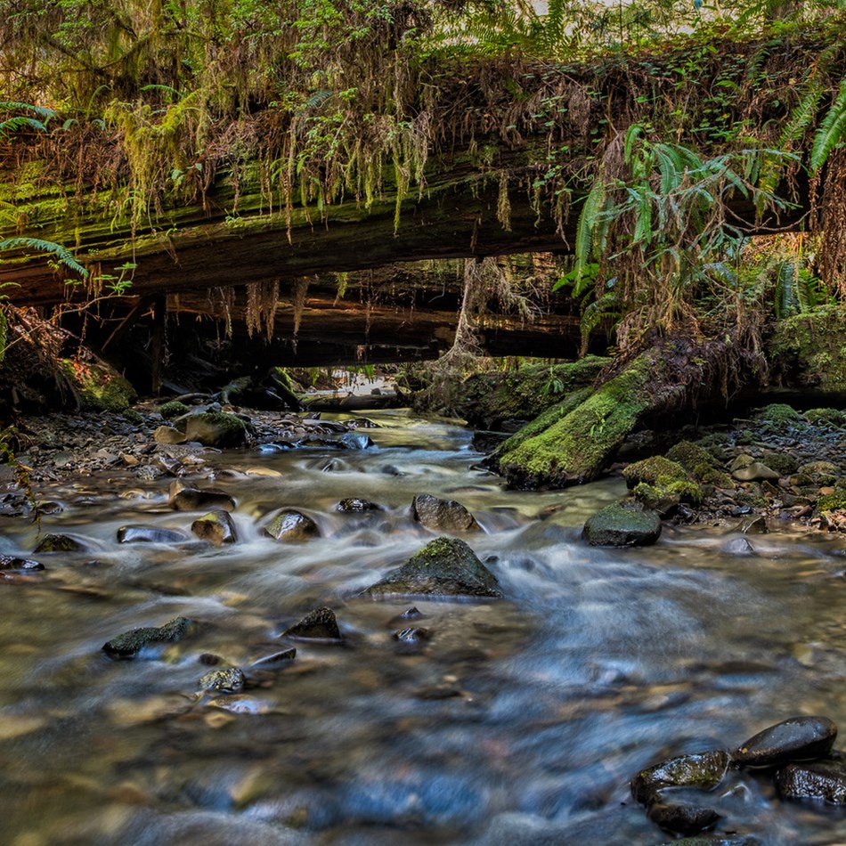 A creek flows beneath fallen redwood trunks A creek flows beneath fallen redwood trunks