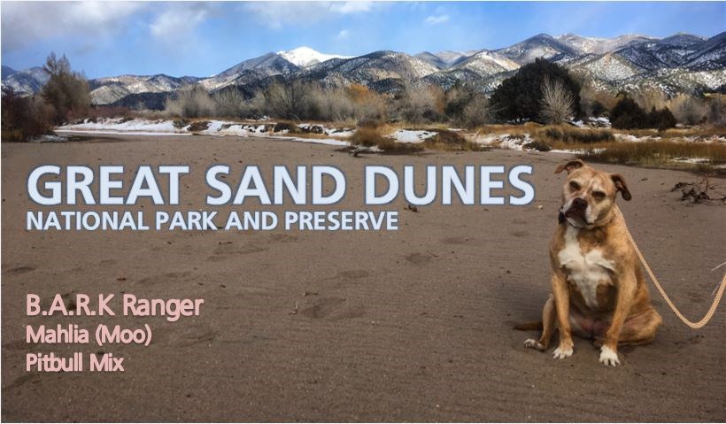 Moo, a Senior Pitbull mix, sits on the edge of the dunes with the snowy Sangre de Cristo Mountains behind her.