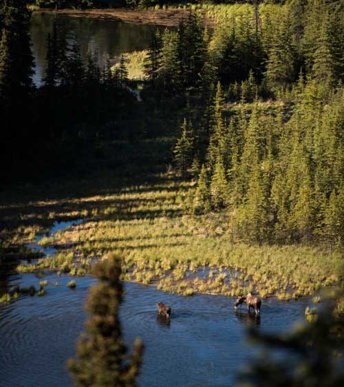 two moose wading in a lake two moose wading in a lake