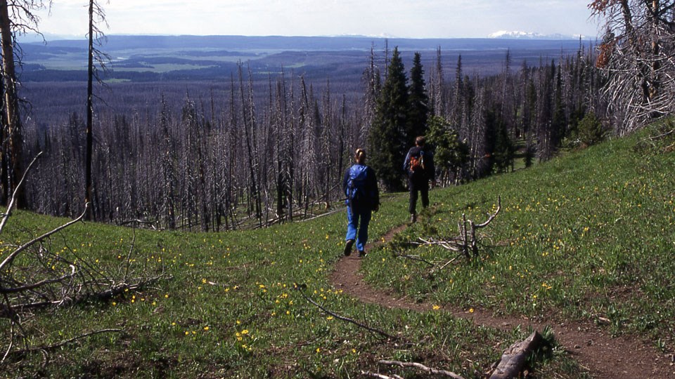 Hikers on Observation Peak Trail Hikers along a bare ground trail that meanders through an alpine meadow.