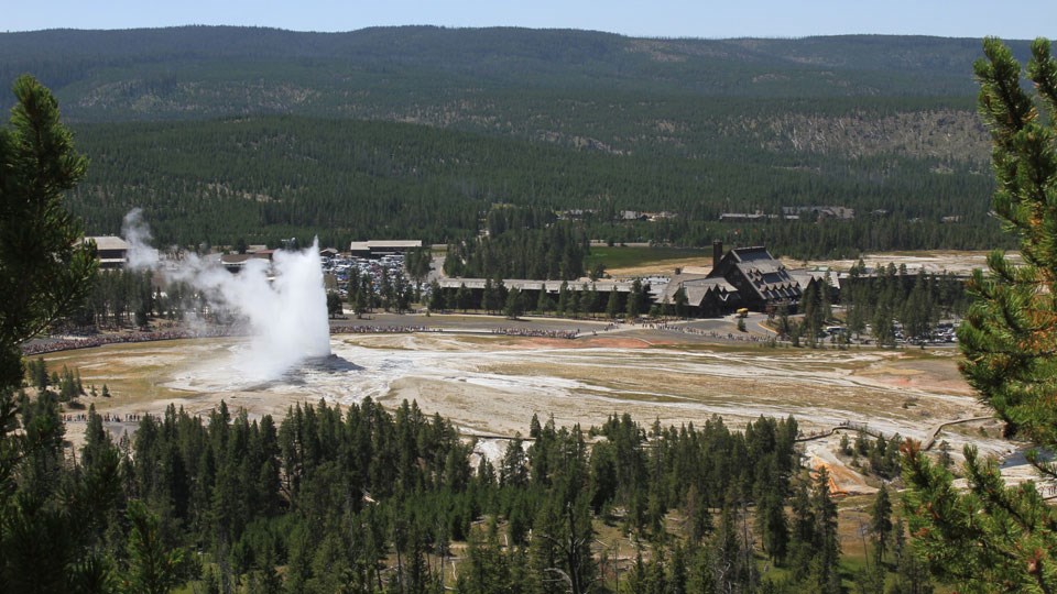 Old Faithful Geyser eruption seen from Observation Point Framed by conifer trees, a geyser erupts steam into the air with people standing on a circular boardwalk watching.