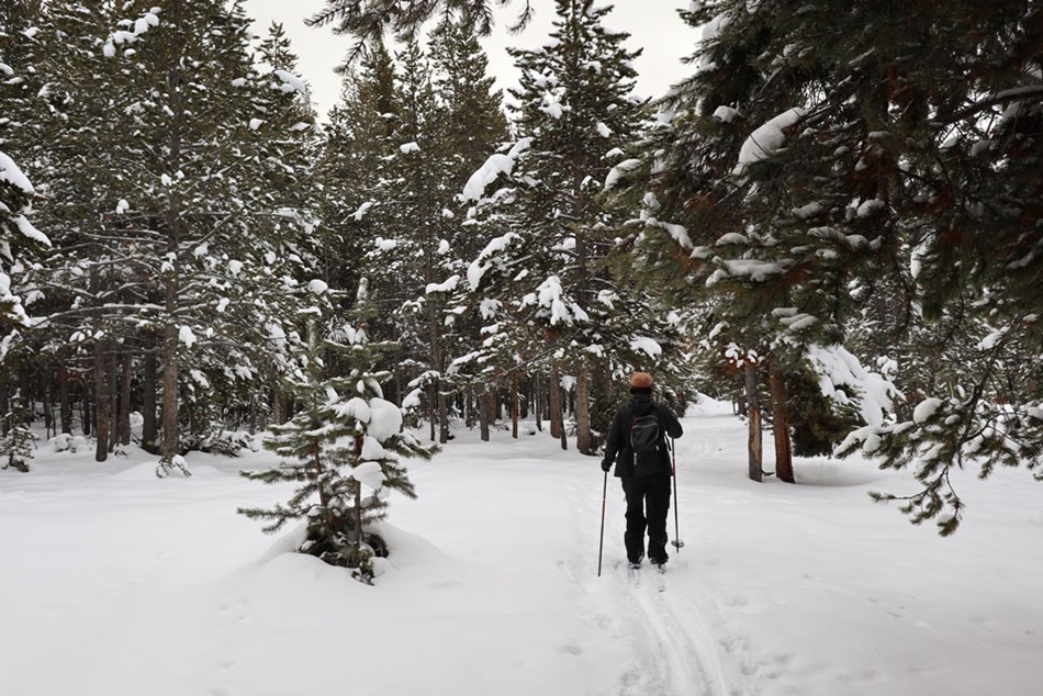 A lone skier breaks trail along the Mallard Lake Trail near the trailhead. A lone skier breaks trail along the Mallard Lake Trail near the trailhead.
