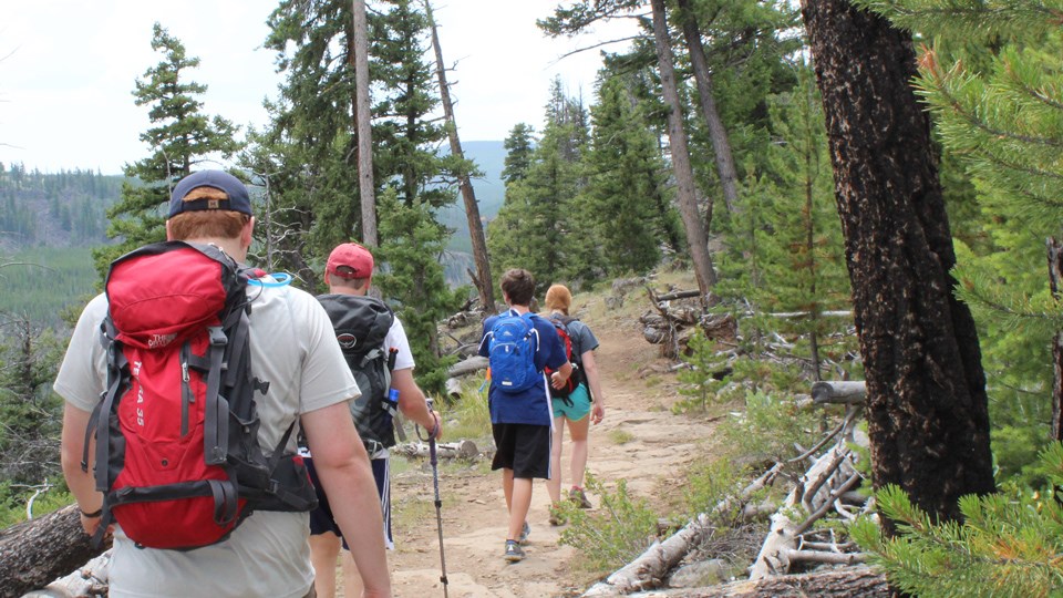Hikers heading to Osprey Falls Hikers head through an open forest along a dirt trail that winds across a ridge.