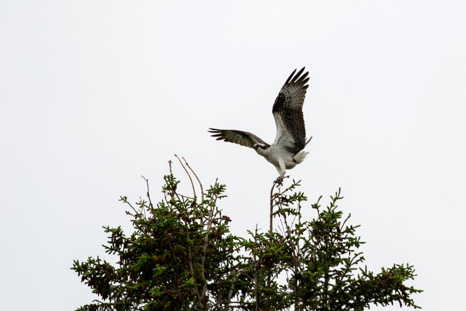 Osprey large black and white bird taking off from the top of a tree