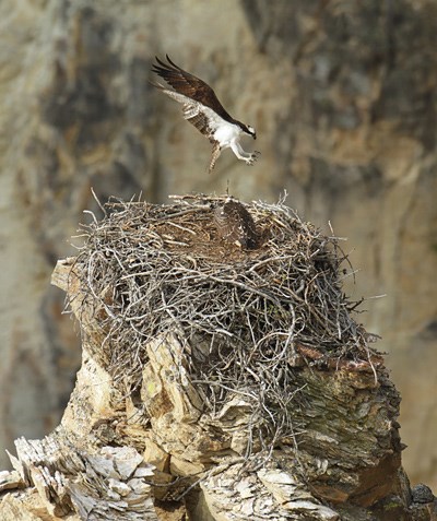Osprey landing on nest An osprey comes in for a landing next to its mate on their nest.