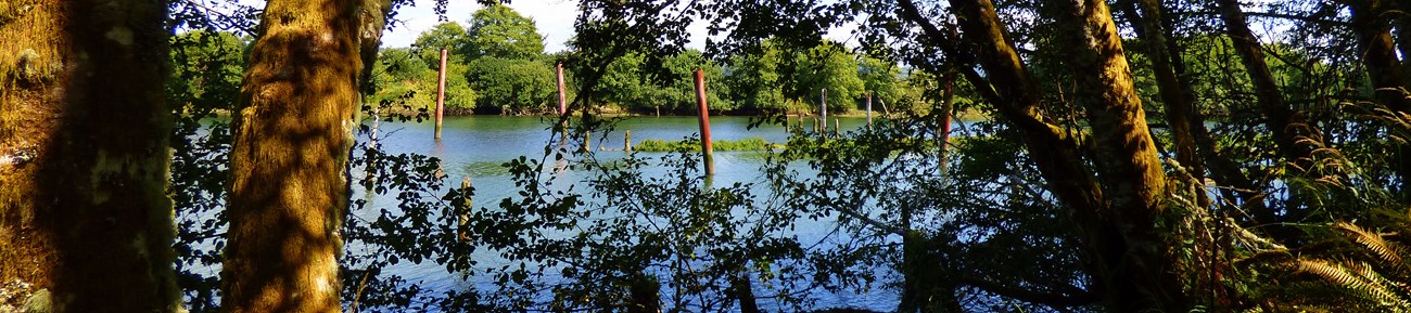 The Netul River with pilings sticking up from the water seen through trees