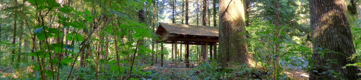 Pincnic shelter seen through the trees