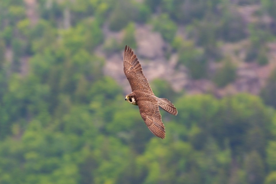 Adult Peregrine Falcon flying large falcon with pointed wings flying across a cliff face