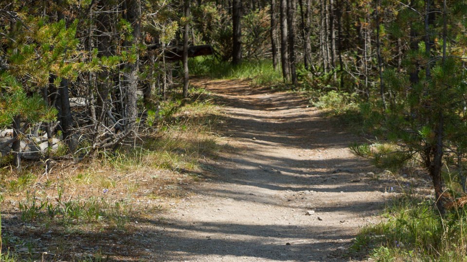 Start of Purple Mountain Trail Bare ground trail heads up through a conifer forest.