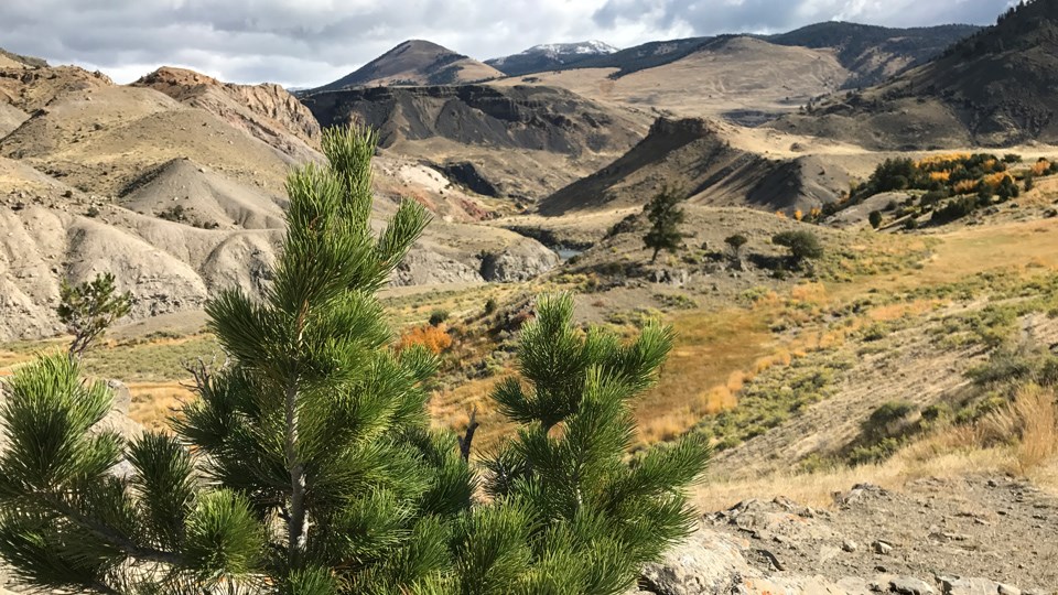 Rescue Creek Trail and the Yellowstone River valley Pine needles in the foreground, with the yellowish valley of the Yellowstone River in the background.