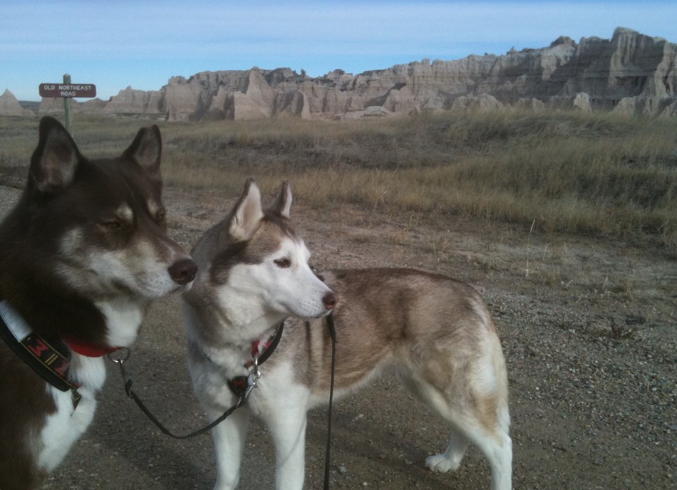 Two Siberian huskies standing on Old Northeast Road with badlands in the background. Two Siberian huskies standing on Old Northeast Road with badlands in the background.