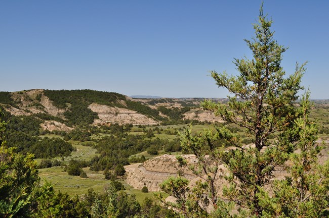 Juniper tree focused in the foreground with rolling hills and trees in the background.