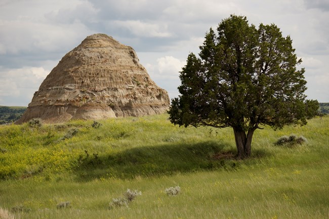 A single tree on green grass and large butte in the background.
