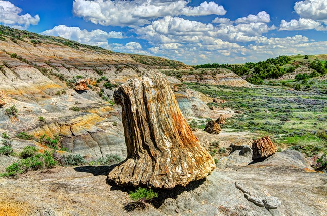 Large slab of petrified wood with trees and blue sky in the background.
